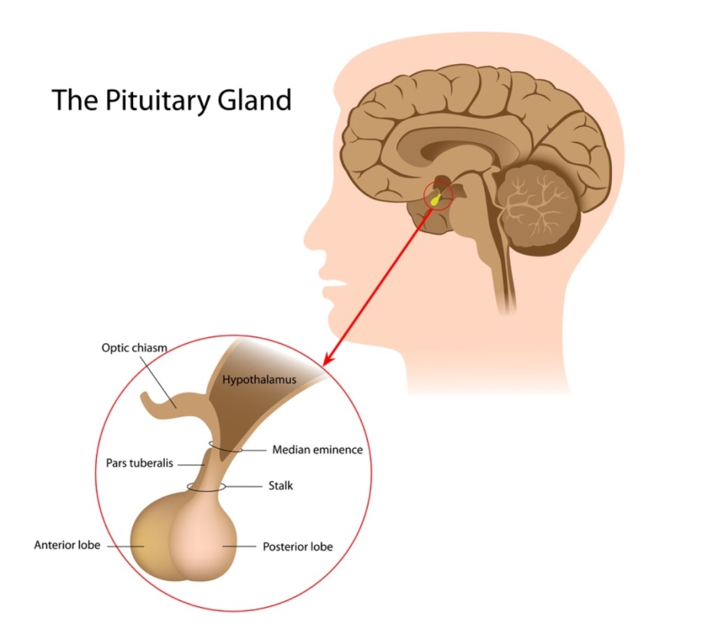 Photo of the Pituitary Gland