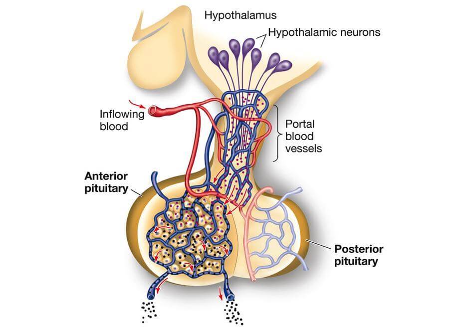 Pituitary Gland Photos