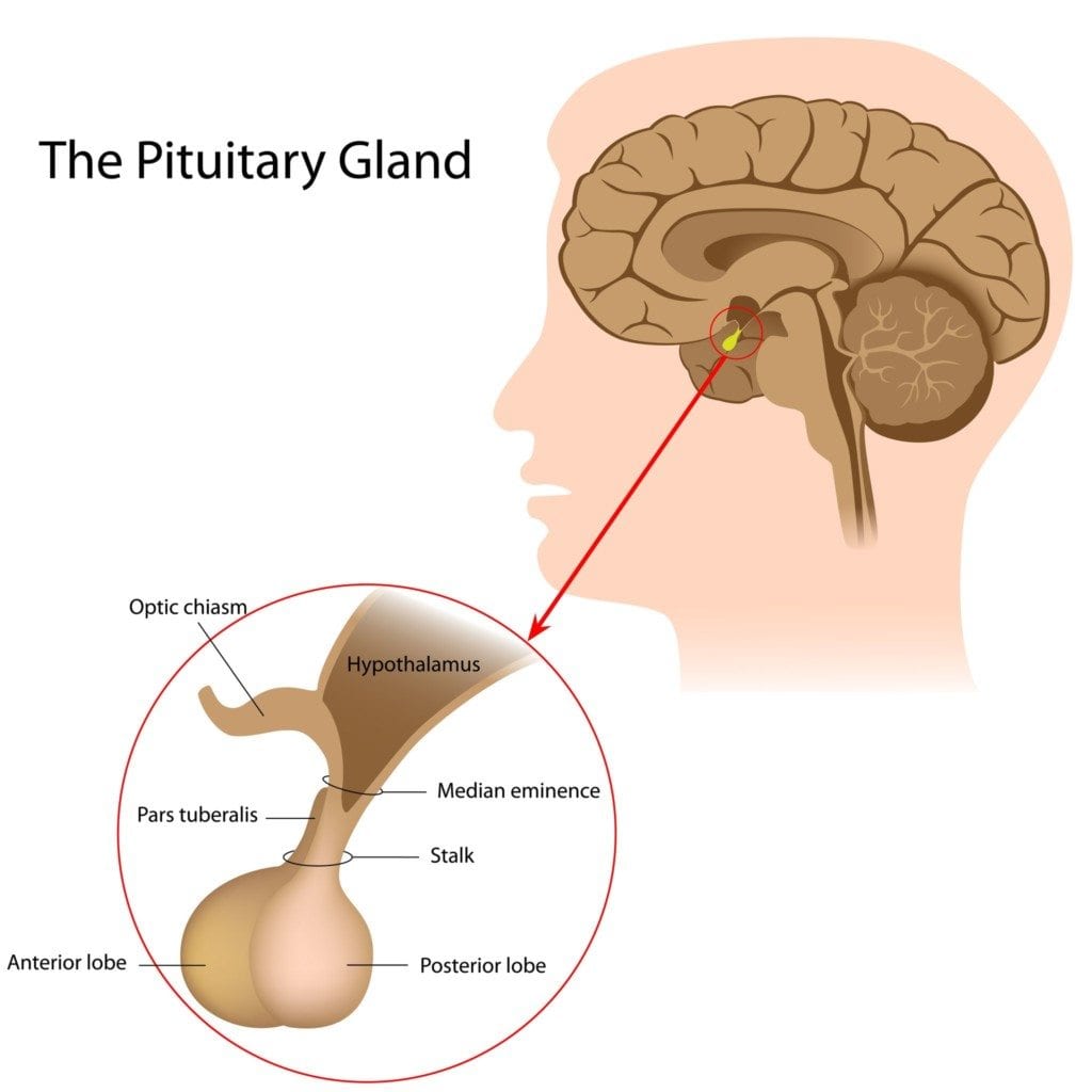 what are the diseases of the pituitary gland