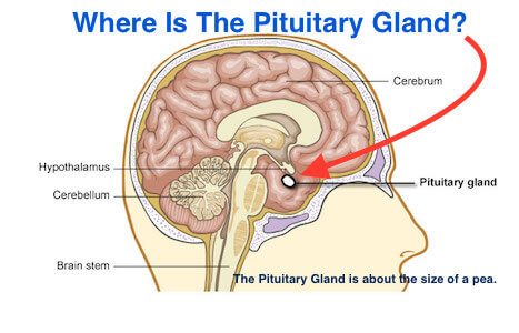 Where Is The Pituitary Gland?