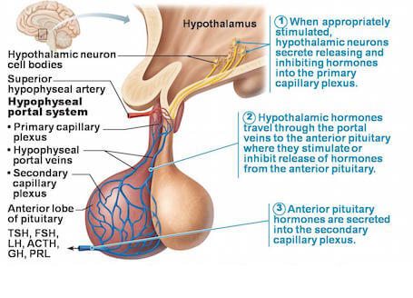 PITUITARY GLAND IMAGINE