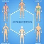 medical photos of endocrine system