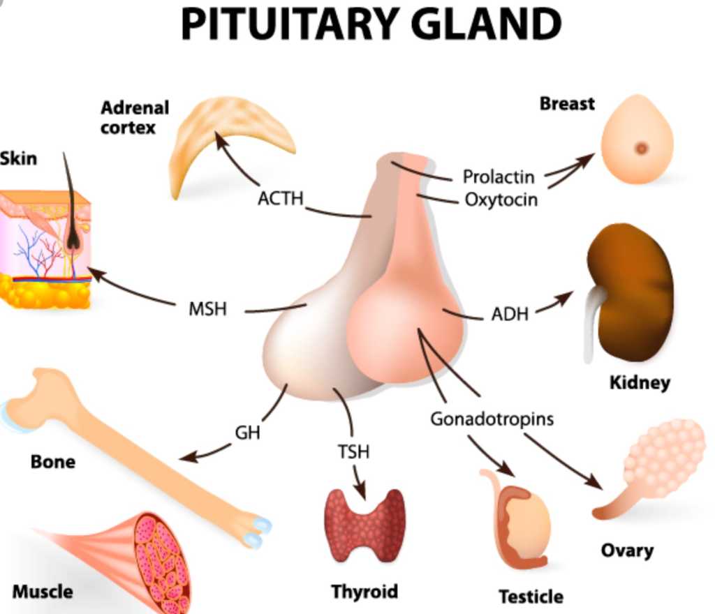 the pituitary gland functions