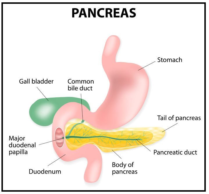 photo of the pacreas