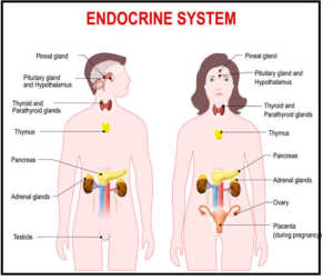 List Of Endocrine Diseases