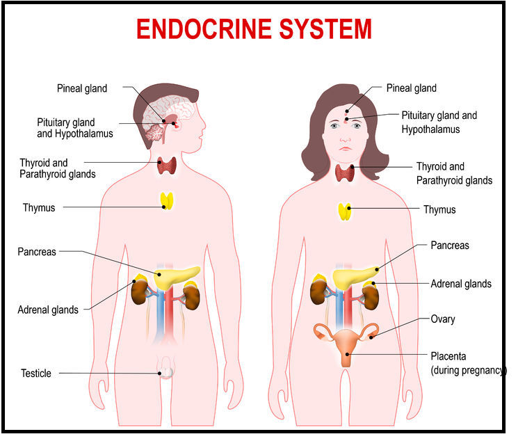  endocrine system. human anatomy.  man and woman silhouette with highlighted internal organs.