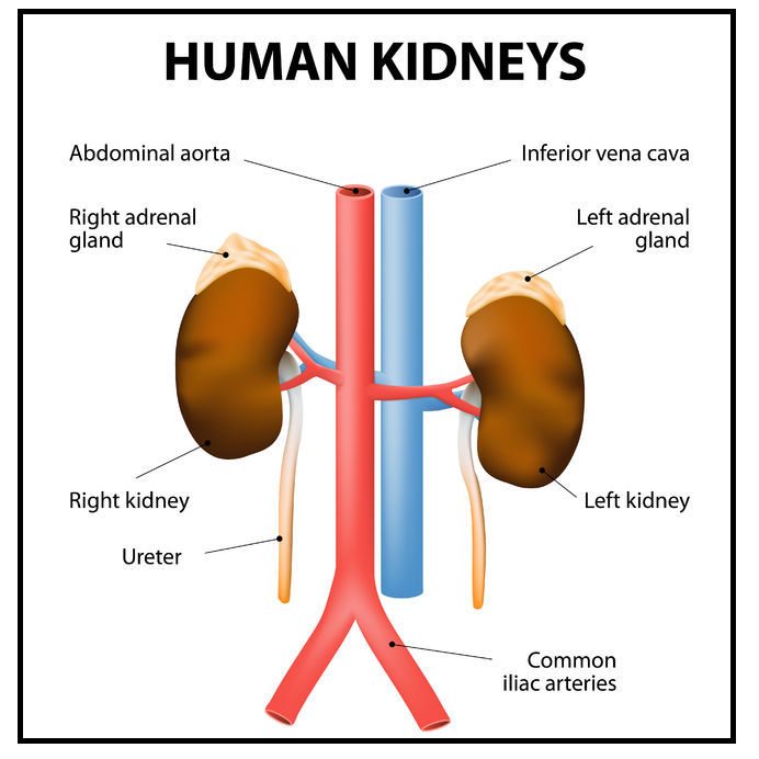 PHOTO OF THE HUMAN KIDNEYS