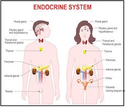 photo of endocrine symptem