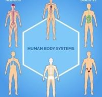 medical photos of thyroid gland, endocrine system, adrenals, kidneys, pituitary gland, inflammation and more