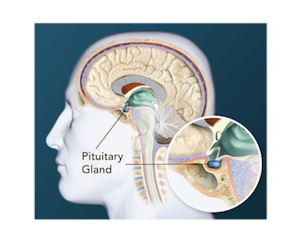 Hormones and Diseases of the Pituitary Gland