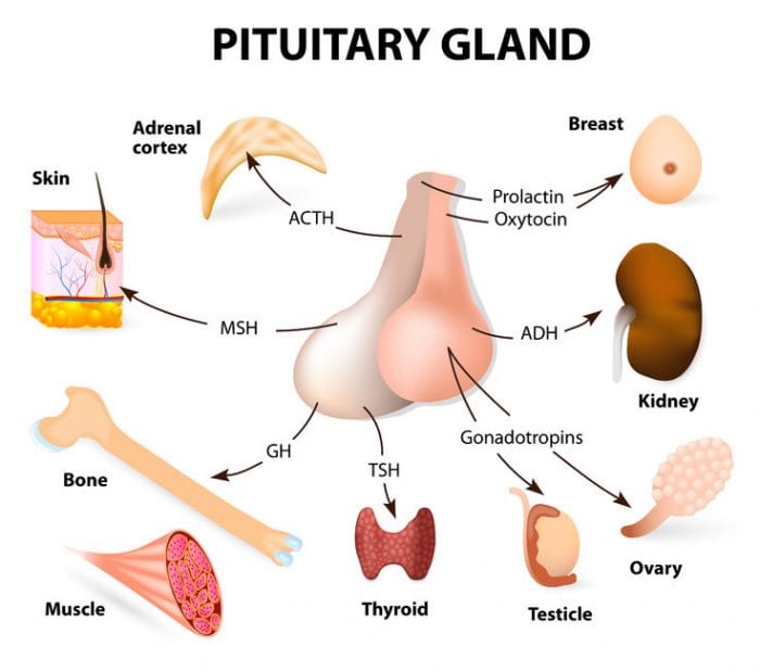 pituitary gland function