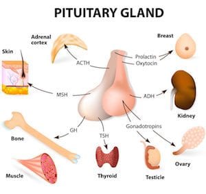 parts of the pituitary gland