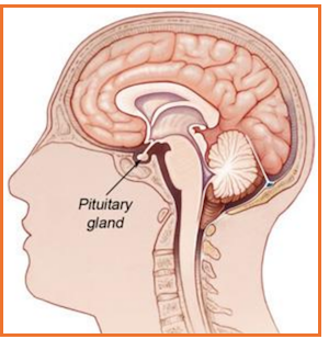 where is the pituitary gland located