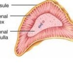 anatomy of the adrenal gland parts