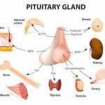 parts of the pituitary gland